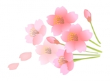 sakura.jpg